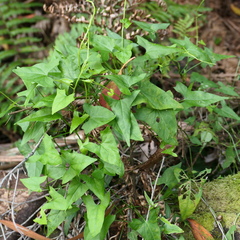 Calystegia marginata