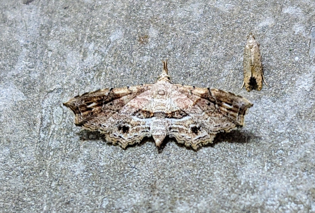 Hypenagonia hefferi