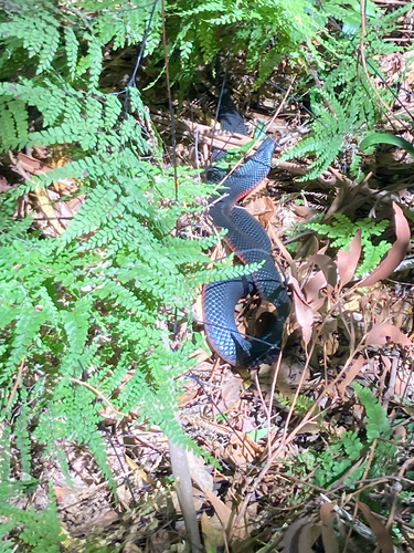 Red-bellied Black Snake sighting