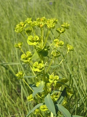 Euphorbia stepposa