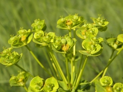 Euphorbia stepposa