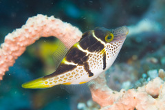 Paraluteres prionurus