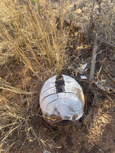 Ornate Box Turtle observed by spadefootnursery