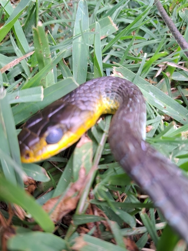Common Tree Snake sighting