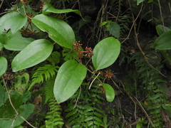 Smilax bracteata
