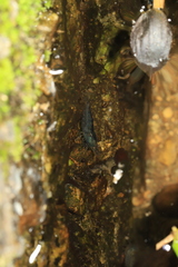 Caridina cantonensis