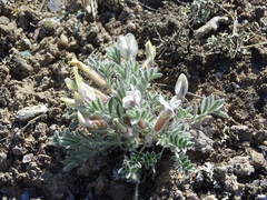 Oxytropis ampullata