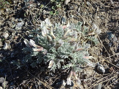 Oxytropis ampullata