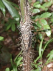Plectocomia elongata