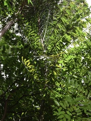 Plectocomia elongata