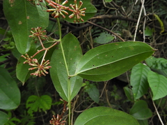 Smilax bracteata