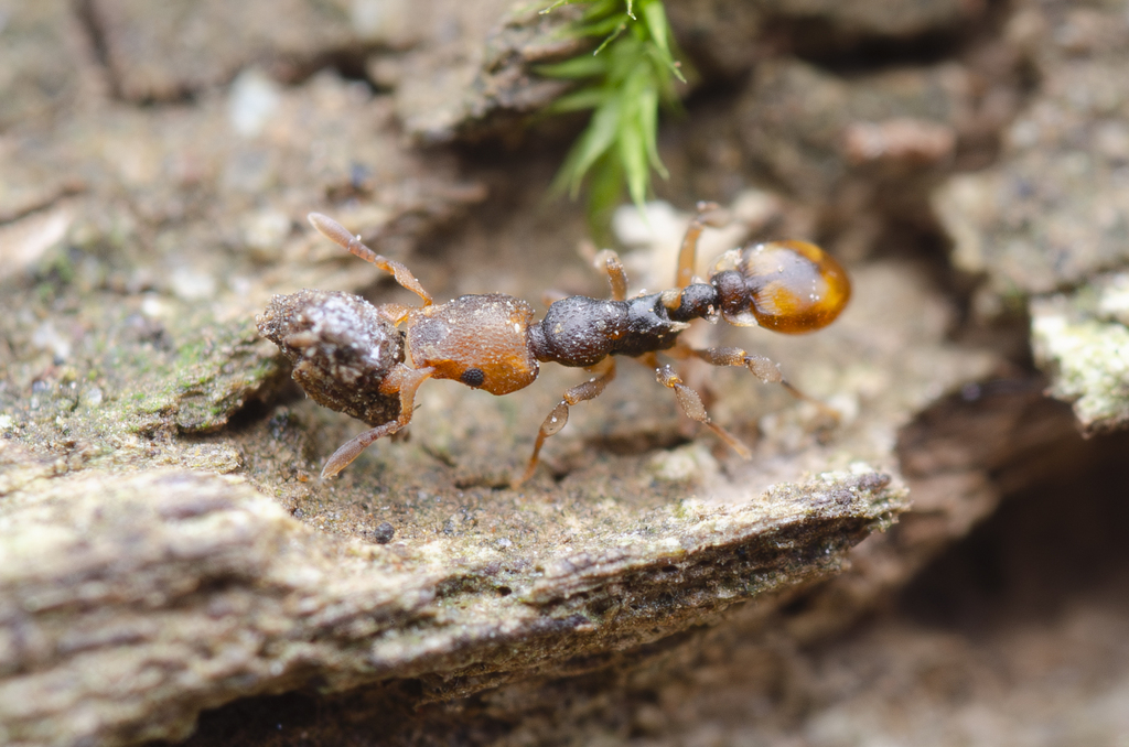 Colobostruma froggatti species group
