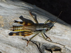 Boopedon flaviventris