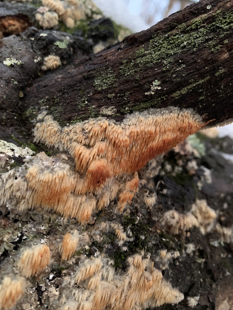 Radulomyces copelandii · December 2025 · photo: © sbrobeson (iNaturalist, cc-by)