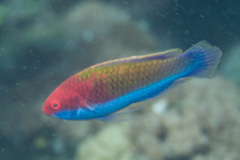 Cirrhilabrus chaliasi