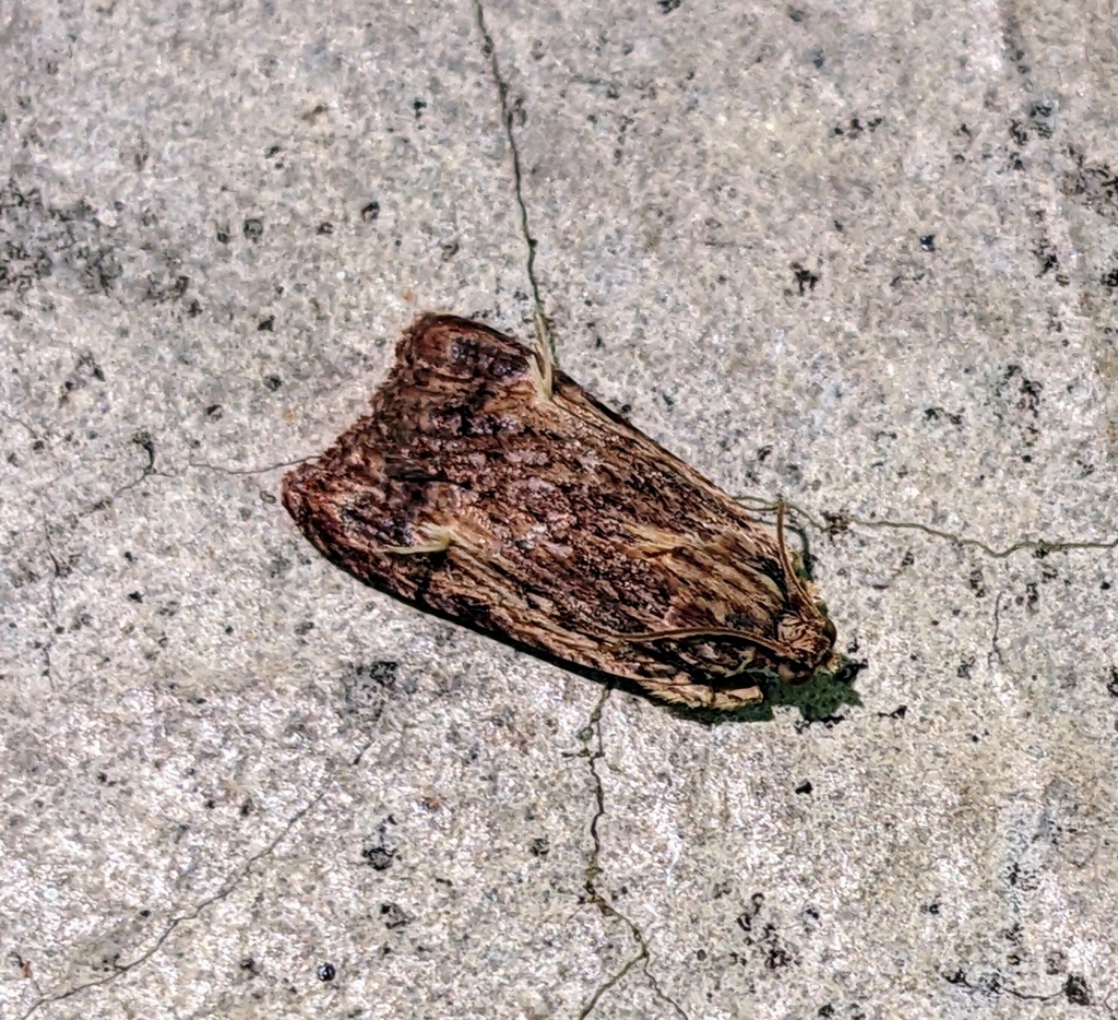 Thymioptila oedalea