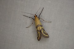 Metallarcha tetraplaca