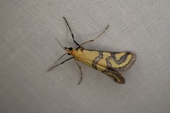 Metallarcha tetraplaca