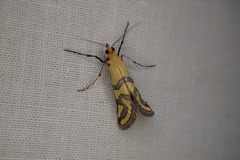 Metallarcha tetraplaca