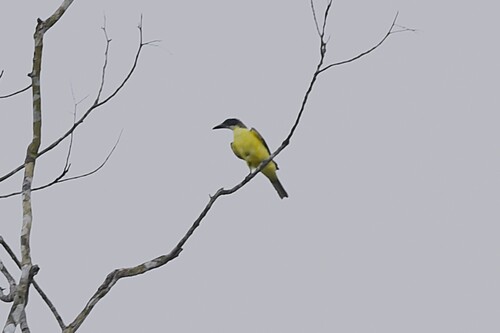 Boat-billed Flycatcher