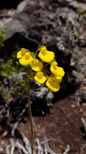 Calceolaria valdiviana, photograph 1