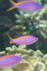 Mirolabrichthys tuka