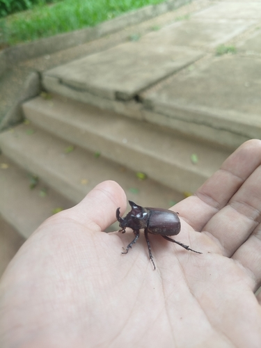 Coelosis bicornis