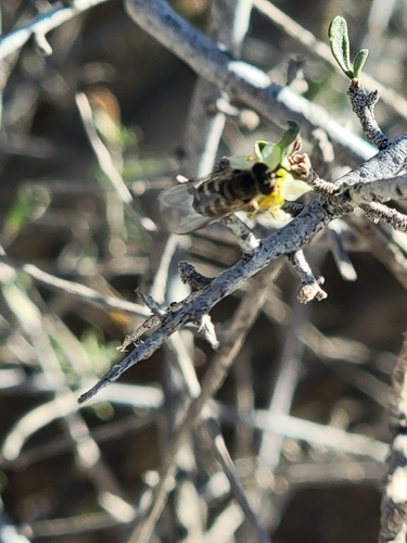 Unknown species found near Washington County, US-UT, US