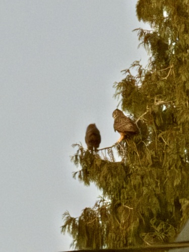 View observation of {o.common_name} on iNaturalist