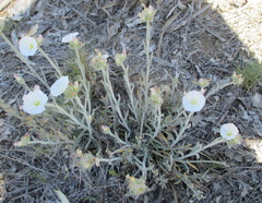 Convolvulus lanuginosus