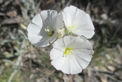 Convolvulus lanuginosus