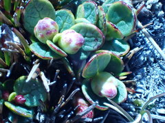 Gaultheria nubicola