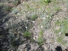 Convolvulus lanuginosus