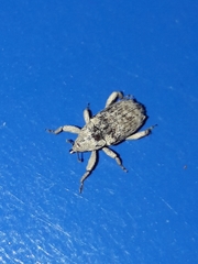 Mitrastethus baridioides