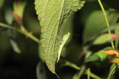 Tropidomantis gressitti