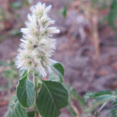 Cyathula orthacantha