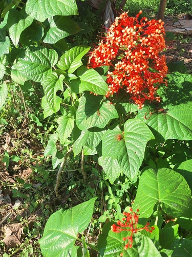Clerodendrum paniculatum observed 2025-12-17