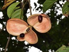 Sterculia parviflora