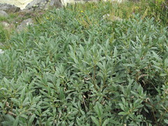Salix pantosericea