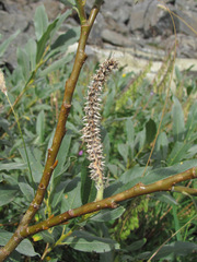 Salix pantosericea