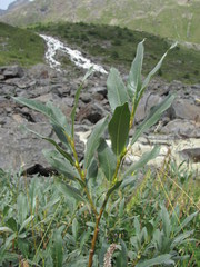 Salix pantosericea