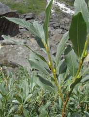 Salix pantosericea