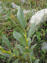 Salix pantosericea