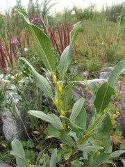 Salix pantosericea