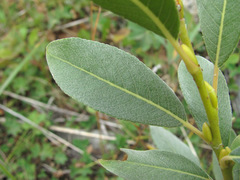 Salix pantosericea