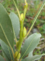 Salix pantosericea