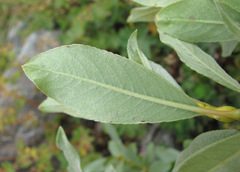Salix pantosericea