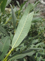 Salix pantosericea