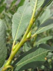 Salix pantosericea