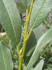 Salix pantosericea